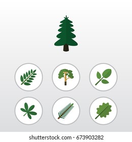Flat Icon Nature Set Of Acacia Leaf, Alder, Wood And Other Vector Objects. Also Includes Forest, Leaf, Park Elements.