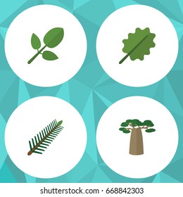 Flat Icon Nature Set Of Alder, Spruce Leaves, Baobab And Other Vector Objects. Also Includes Oak, Foliage 