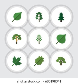 Flat Icon Nature Set Of Alder, Wood, Tree And Other Vector Objects. Also Includes Alder, Foliage, Hickory Elements.