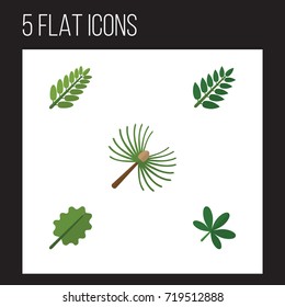 Flat Icon Nature Set Of Alder, Rosemary, Acacia Leaf And Other Vector Objects. Also Includes Alder, Oak, Spruce Elements.