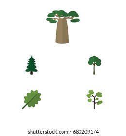 Flat Icon Nature Set Of Baobab, Garden, Park And Other Vector Objects. Also Includes Park, Timber, Tree Elements.