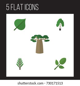 Flat Icon Nature Set Of Foliage, Jungle, Hickory And Other Vector Objects. Also Includes Tree, Park, Willow Elements.