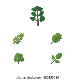 Flat Icon Nature Set Of Forest, Alder, Leaves And Other Vector Objects. Also Includes Acacia, Leaf, Forest Elements.