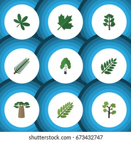 Flat Icon Nature Set Of Leaves, Acacia Leaf, Baobab And Other Vector Objects. Also Includes Birch, Oaken, Tree Elements.