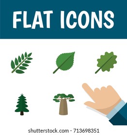 Flat Icon Nature Set Of Linden, Acacia Leaf, Park And Other Vector Objects. Also Includes Leaves, Alder, Baobab Elements.