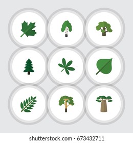 Flat Icon Nature Set Of Maple, Timber, Acacia Leaf And Other Vector Objects. Also Includes Birch, Foliage, Baobab Elements.