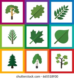 Flat Icon Nature Set Of Park, Jungle, Acacia Leaf And Other Vector Objects. Also Includes Hickory, Timber, Alder Elements.