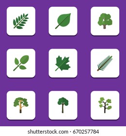 Flat Icon Nature Set Of Spruce Leaves, Evergreen, Oaken And Other Vector Objects. Also Includes Hickory, Acacia, Oaken Elements.