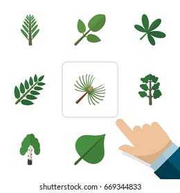 Flat Icon Nature Set Of Timber, Hickory, Maple And Other Vector Objects. Also Includes Oaken, Willow, Wood Elements.