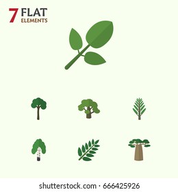 Flat Icon Nature Set Of Tree, Acacia Leaf, Foliage And Other Vector Objects. Also Includes Jungle, Leaves, Acacia Elements.
