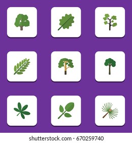 Flat Icon Nature Set Of Wood, Alder, Maple And Other Vector Objects. Also Includes Leaf, Leaves, Oak Elements.