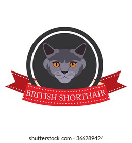 flat icon pedigreed cat British short-hair in vector format eps10