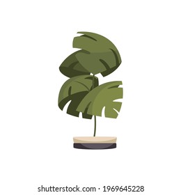 Flat icon of potted monstera on white background vector illustration