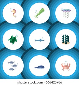 Flat Icon Sea Set Of Alga, Medusa, Cancer And Other Vector Objects. Also Includes Tortoise, Humpback, Horse Elements.