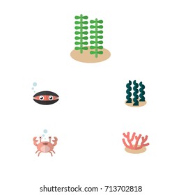 Flat Icon Sea Set Of Algae, Scallop, Seaweed And Other Vector Objects. Also Includes Algae, Crab, Coral Elements.