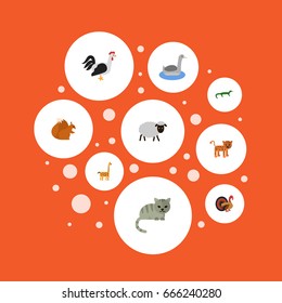 Flat Icons Kitty, Rooster, Mutton And Other Vector Elements. Set Of Alive Flat Icons Symbols Also Includes Turkey, Squirrel, Chipmunk Objects.