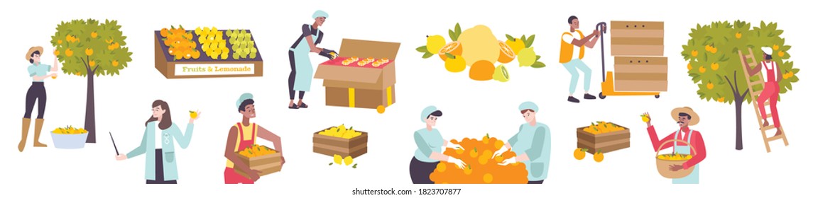 Flat icons set of people harvesting and storing citrus fruits vector illustration