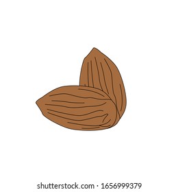 Flat illustration almond vector eps 10