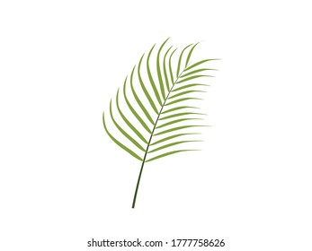 Flache Illustration Areca Palm Leaf Botanische Kunst
