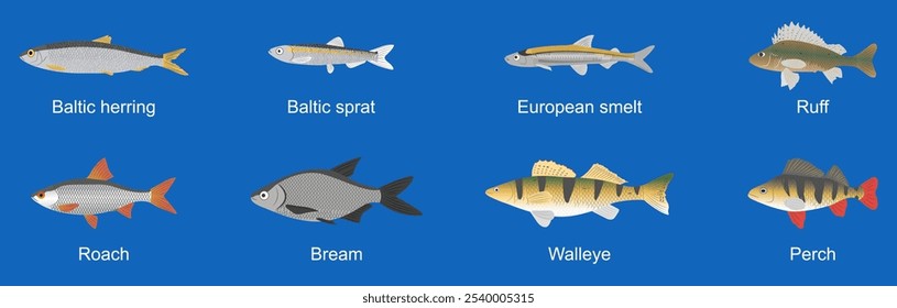 Flat illustration of Baltic Sea fishes. Fishes stylized with simple shapes and vibrant colors, highlighting their unique features. Ideal for use in children's books, educational materials, campaigns