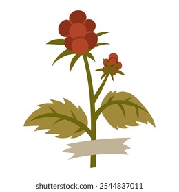 Ilustración plana de una baya de un herbario. Kostyanika. Baya, flor sobre blanco. elemento decorativo de diseño floral. Hierbas, plantas con flores con un trozo de cinta adhesiva. Vector botánico