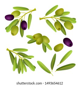 Flat illustration of black and green olives branch isolated on white background. Set for natural cosmetics, olive oil, health care products. Vector illustration