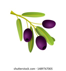 Flat illustration of black olives branch isolated on white background. For natural cosmetics, olive oil, health care products. Vector illustration