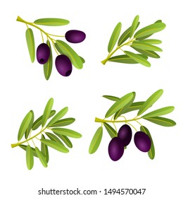 Flat illustration of black olives branch isolated on white background. Set for natural cosmetics, olive oil, health care products. Vector illustration