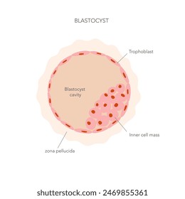 Flache Darstellung der Blastozystenzellstruktur mit Beschriftungen