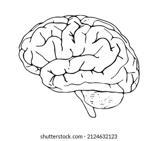 Flat illustration of the brain.
Vector design, EPS 10.