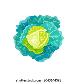 Flat illustration of branch of savoy cabbage on white background. Head of cabbage with many leaves of different green shades . Idea for poster, sticker, children's book, web design and so on.