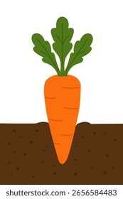 Ilustração plana de uma cenoura parcialmente no chão, mostrando topo de raiz e verde, conceito de agricultura e jardinagem.