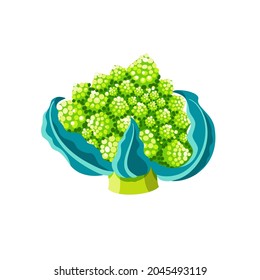 Flat illustration of cauliflower on white background. Head of cabbage with many inflorescences and leaves of different green shades. Idea for packing, sticker, children's book, web design and so on.