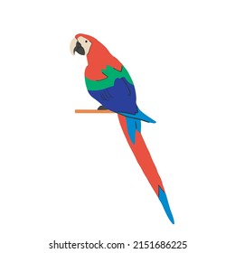 Flat illustration with cute domestic parrot. Vector design izolated on white background