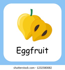 Flat Illustration of Eggfruit with Text Vector Design. Education for Kids.