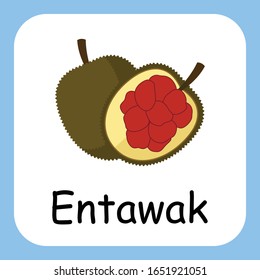 Ilustración de imágenes prediseñadas de fruta Entawak para niños. ilustración de la fruta de la caricatura