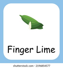 Flat Illustration of Finger Lime with Text Vector Design. Education for Kids.