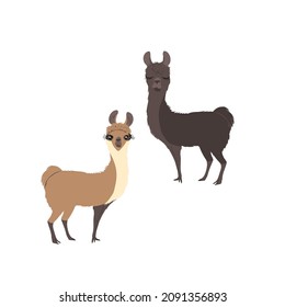 Flat illustration of funny alpacas isolated on whte background