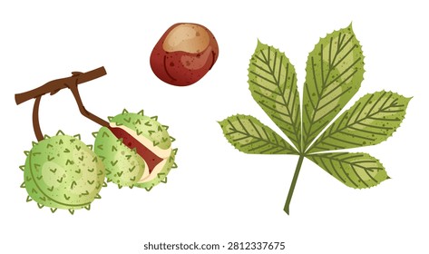 Flat illustration horse chestnut branch with green leaf, spiky conkers and chestnut seed. Botanical autumn elements isolated on white background for seasonal, educational and nature designs.