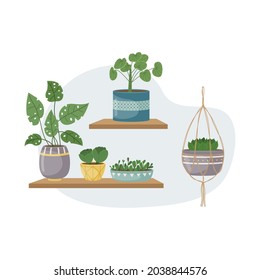 The flat illustration with house pants in pots. Planting. Decorative plants in the interior of the house. Flat style.