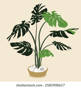 Flat illustration of An indoor Monstera tropical Plant