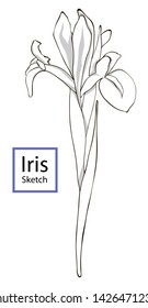 Flat illustration of iris flower isolated on the white background. Sketch