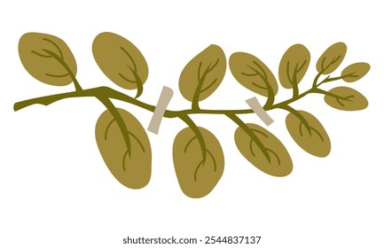 Ilustración plana de hojas de un herbario. Hojas de moringa. Flor seca en un blanco. elemento decorativo de diseño floral. hierbas, hojas de una planta con un pedazo de cinta. ilustración botánica