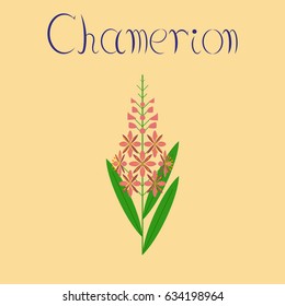 flat illustration on background herbal Chamerion