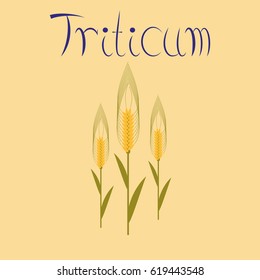 flat illustration on background natural triticum