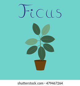 flat illustration on background plant Ficus