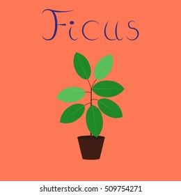 flat illustration on background plant Ficus