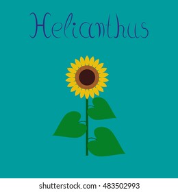 flat illustration on background sunflower