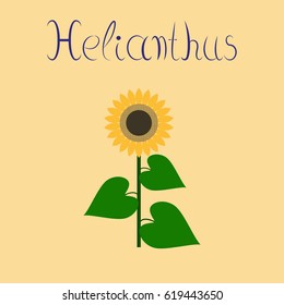 flat illustration on background sunflower