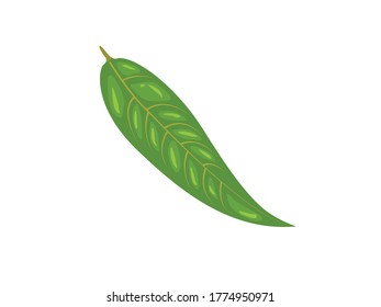 Flat Illustration Peach Leaf Botanical Art